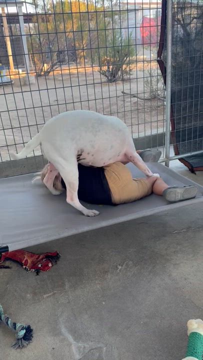 Enlarge Lola, a Adoptable American Bulldog in Littlerock, CA video 4/6