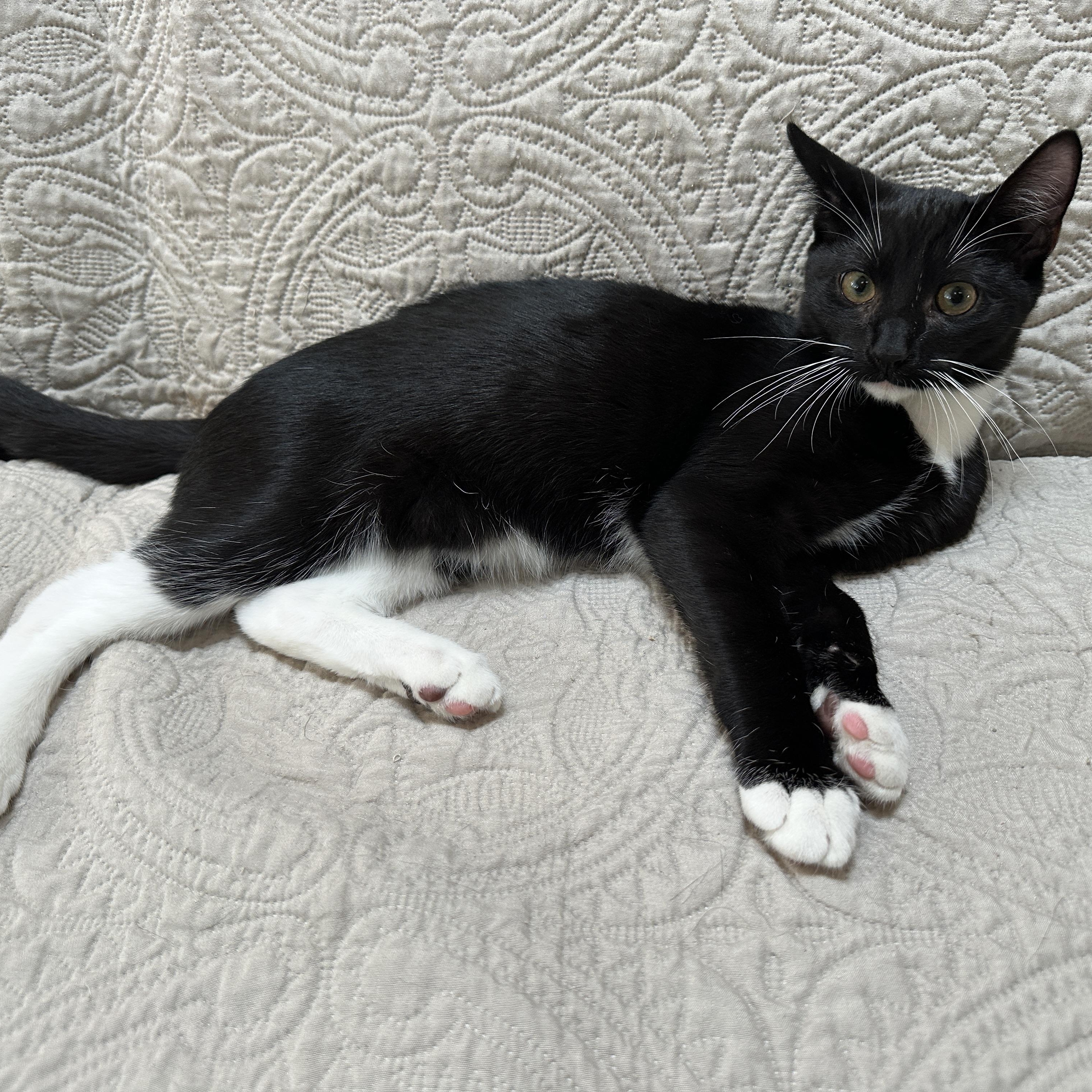 Enlarge Oakie, a Adoptable Domestic Short Hair in Baltimore, MD image 4/5