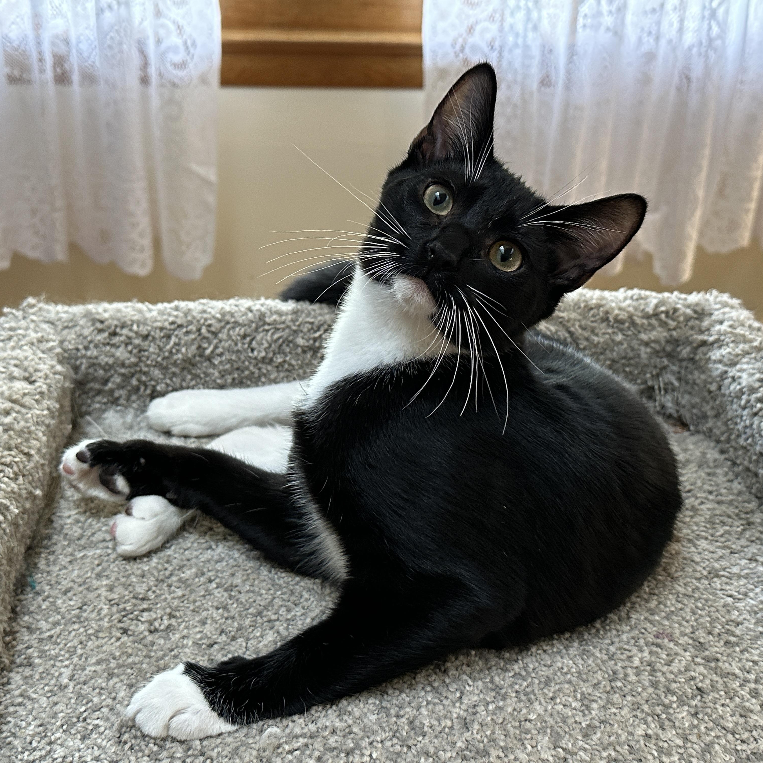 Enlarge Oakie, a Adoptable Domestic Short Hair in Baltimore, MD image 1/5