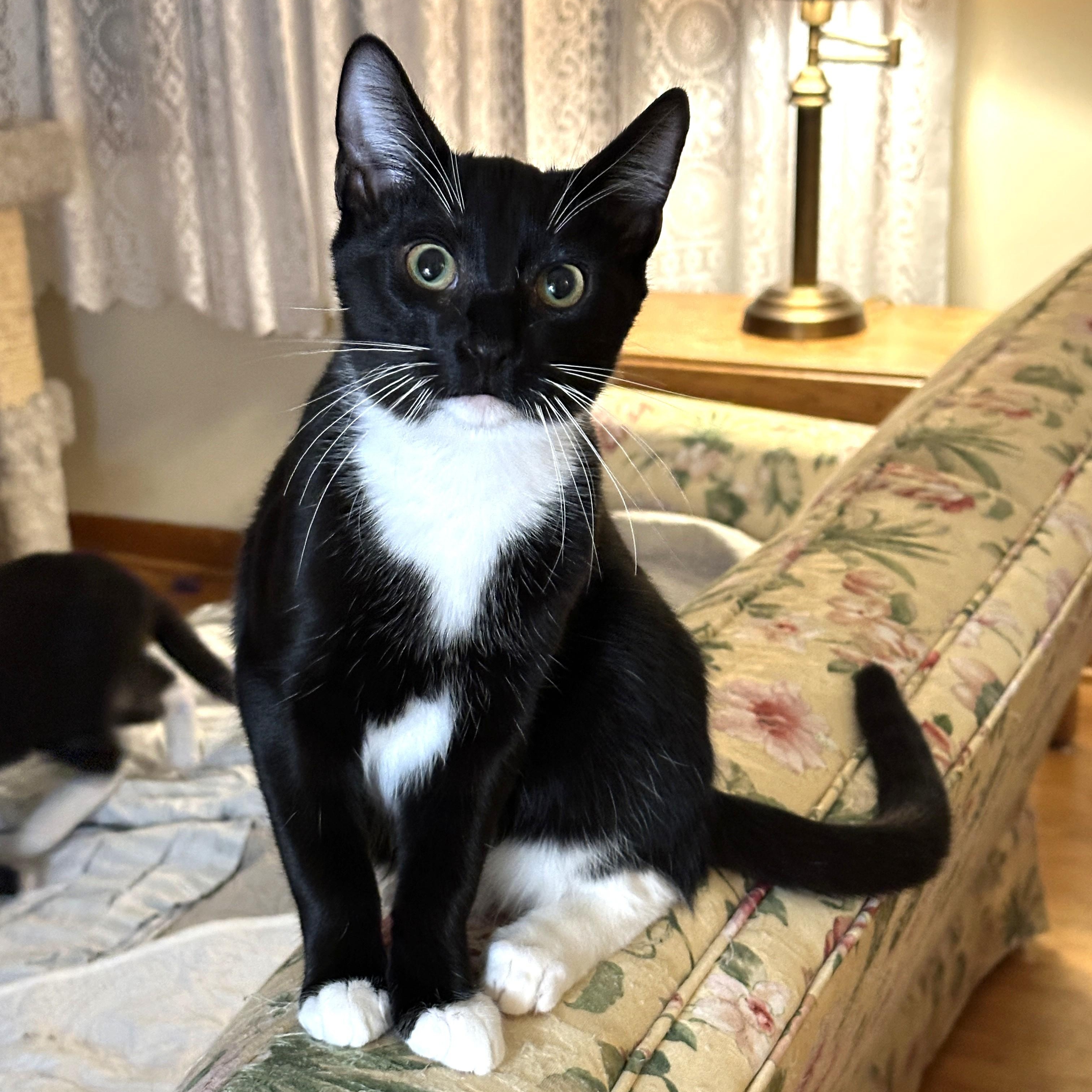 Oakie, Adoptable, Young Male Domestic Short Hair.