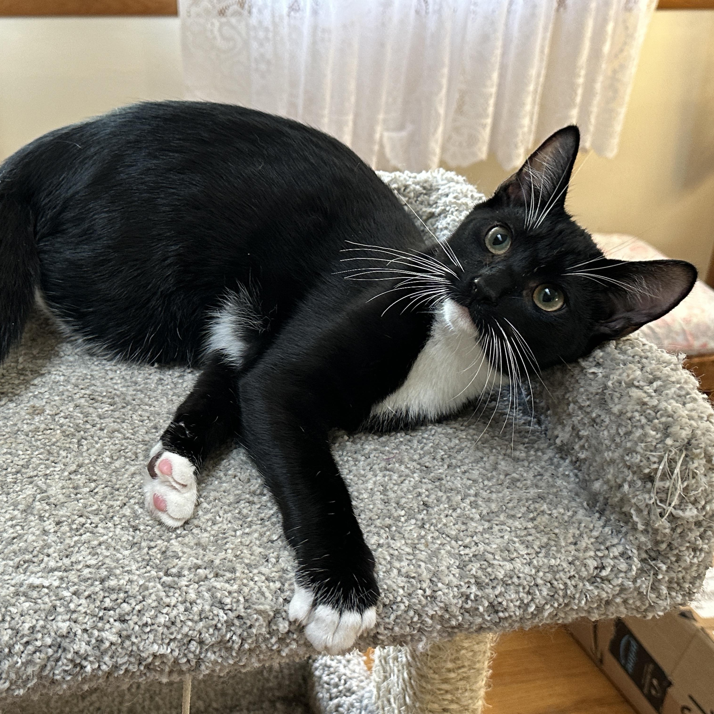 Enlarge Oakie, a Adoptable Domestic Short Hair in Baltimore, MD image 5/5