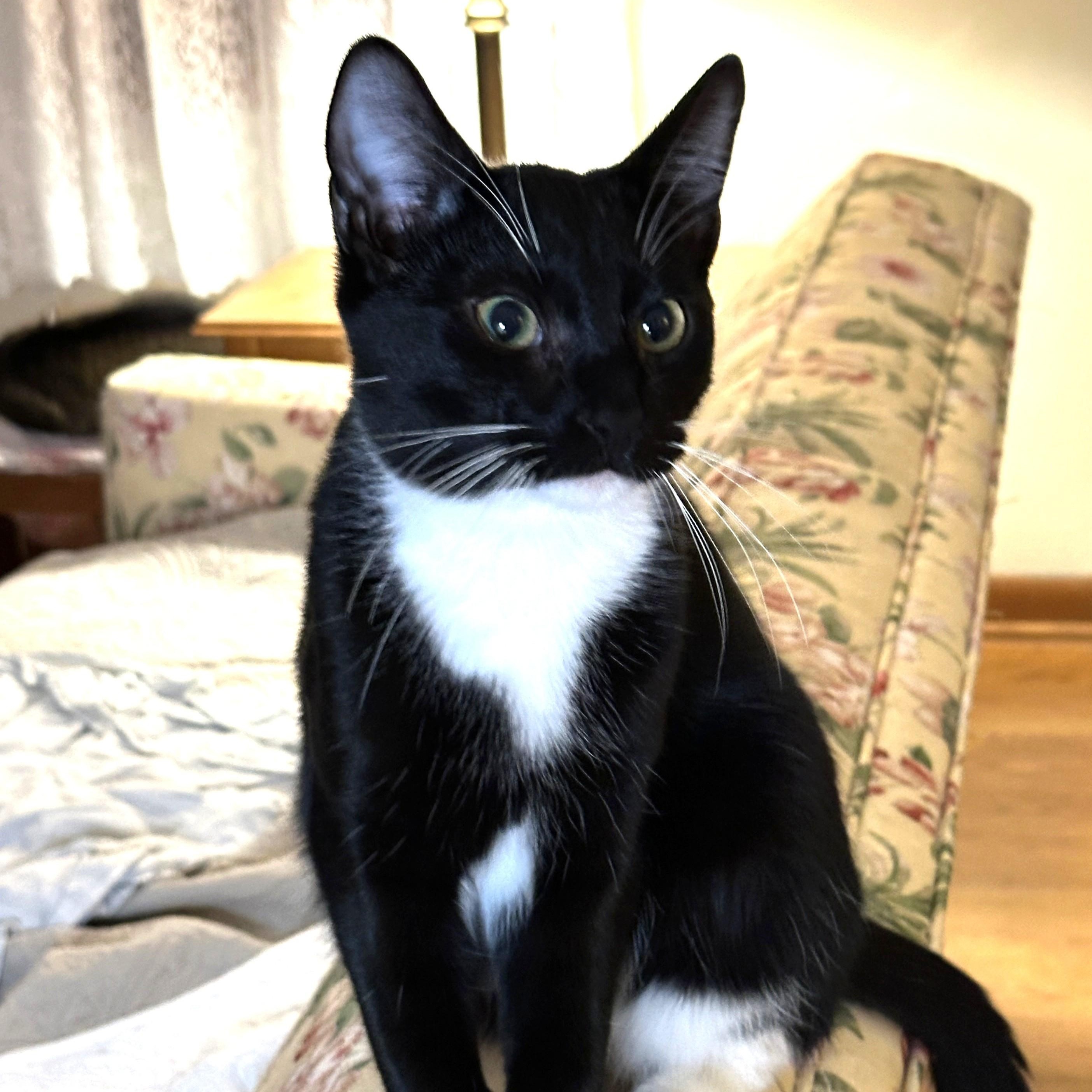 Enlarge Oakie, a Adoptable Domestic Short Hair in Baltimore, MD image 3/5