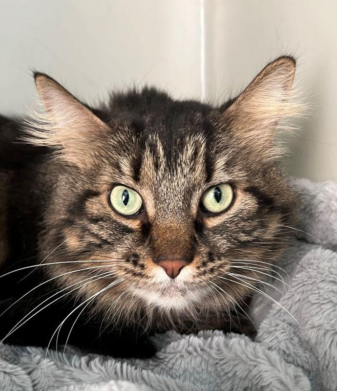 Molly, Adoptable, Adult Female Domestic Long Hair.