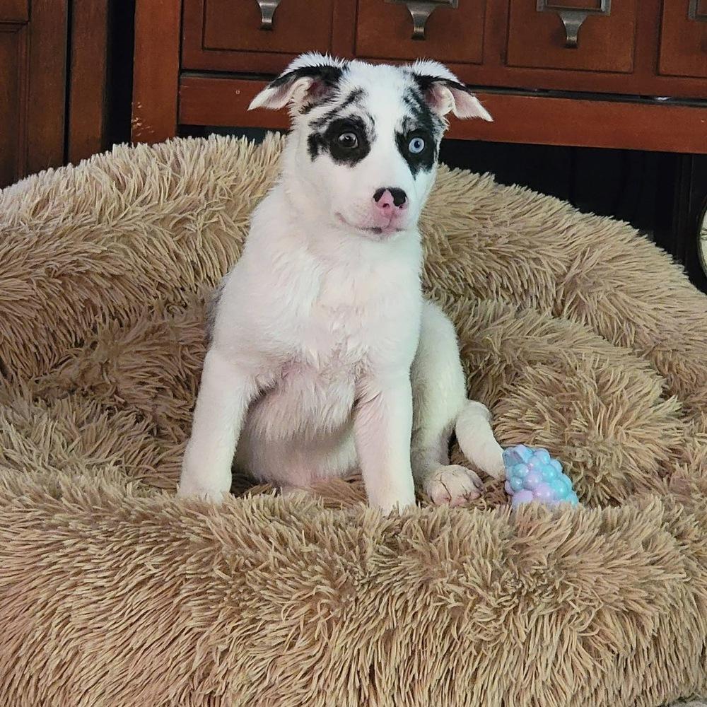 Ocho, Adoptable, Puppy Male Australian Shepherd.