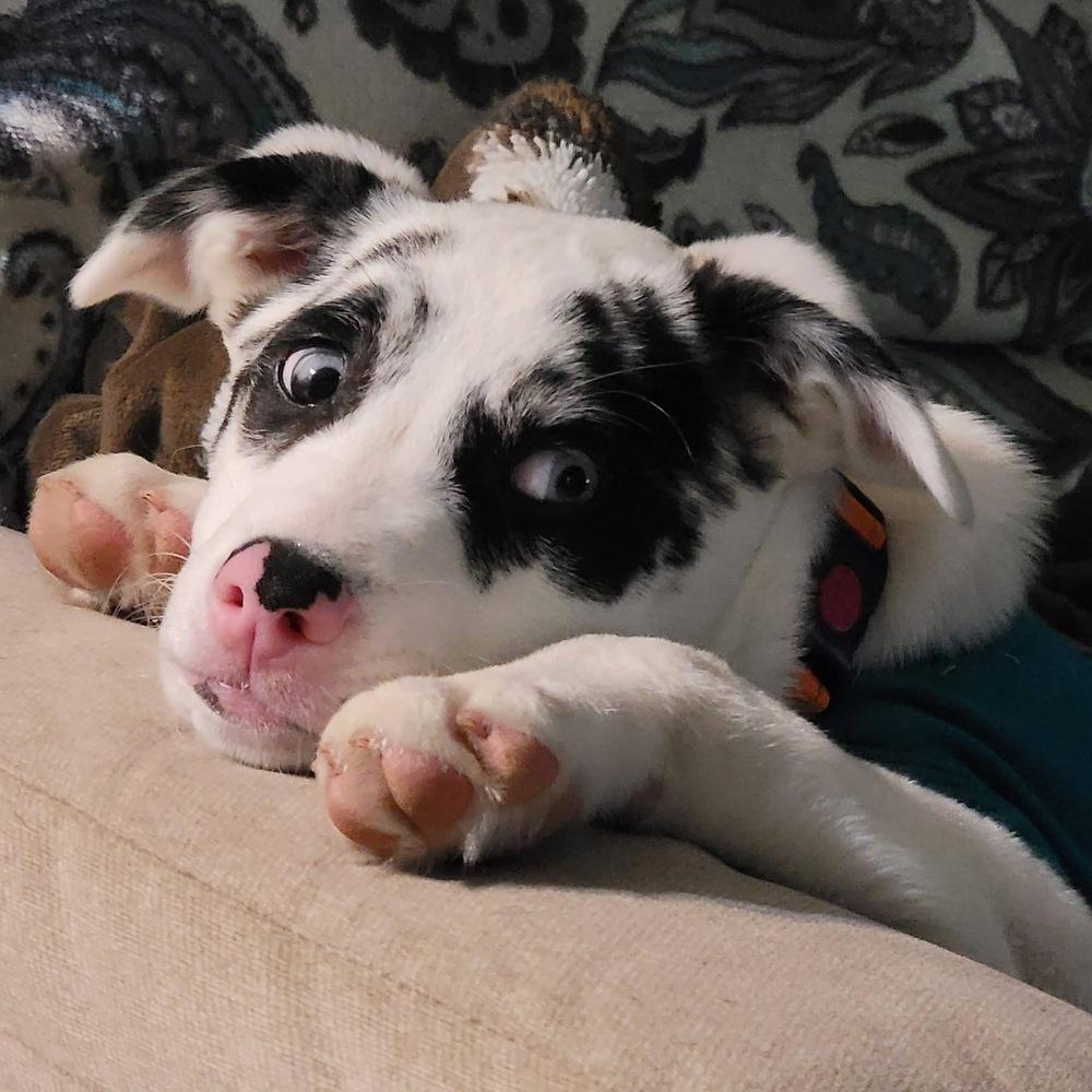 Enlarge Ocho, a Adoptable mixed breed in Grove City, OH image 2/4