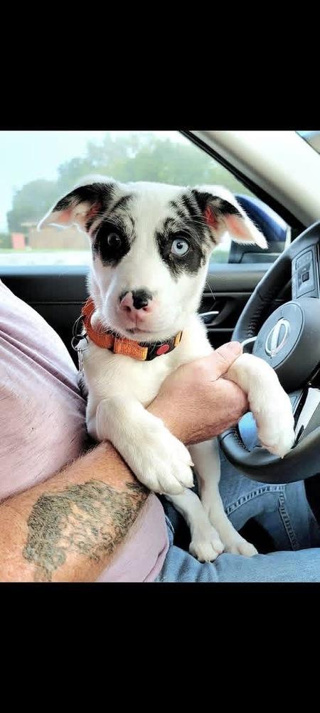 Enlarge Ocho, a Adoptable mixed breed in Grove City, OH image 4/4