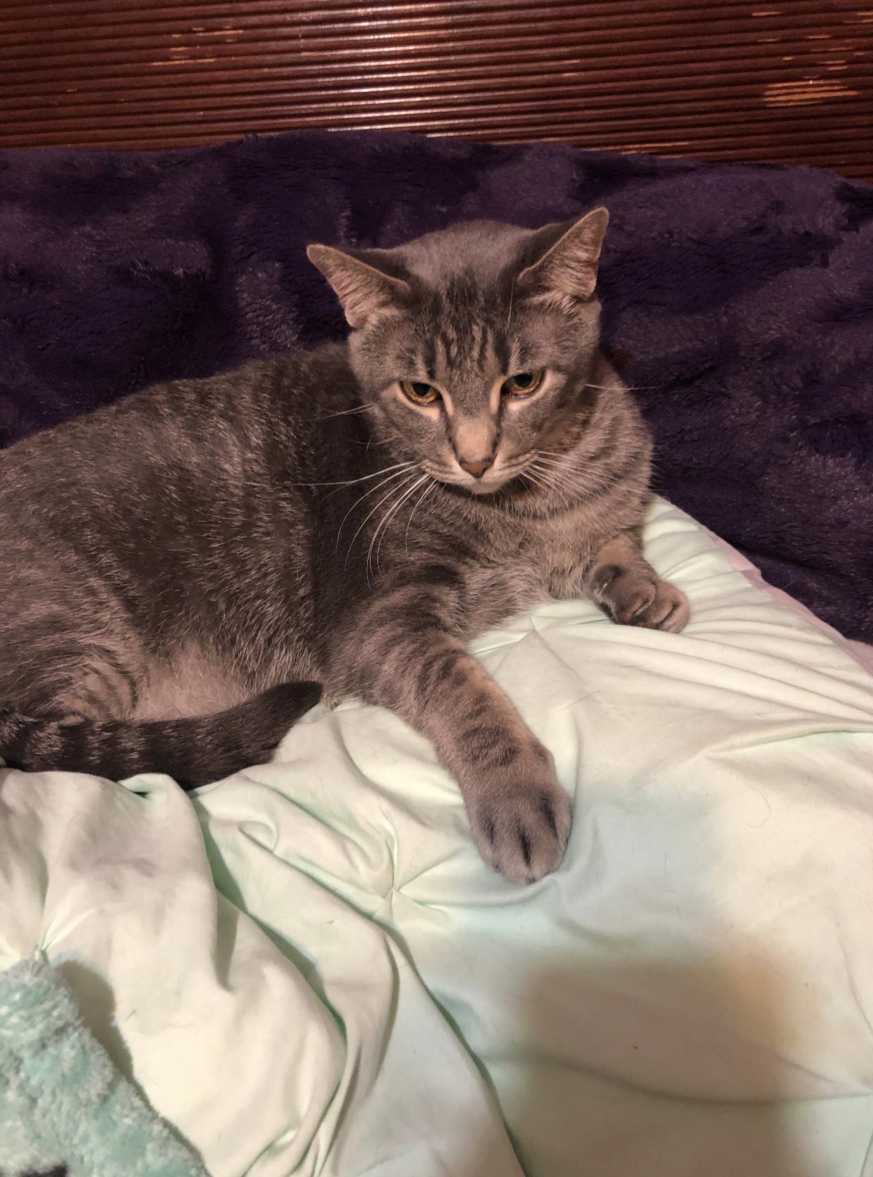 Rex, Adoptable, Adult Male Domestic Short Hair & Tabby.