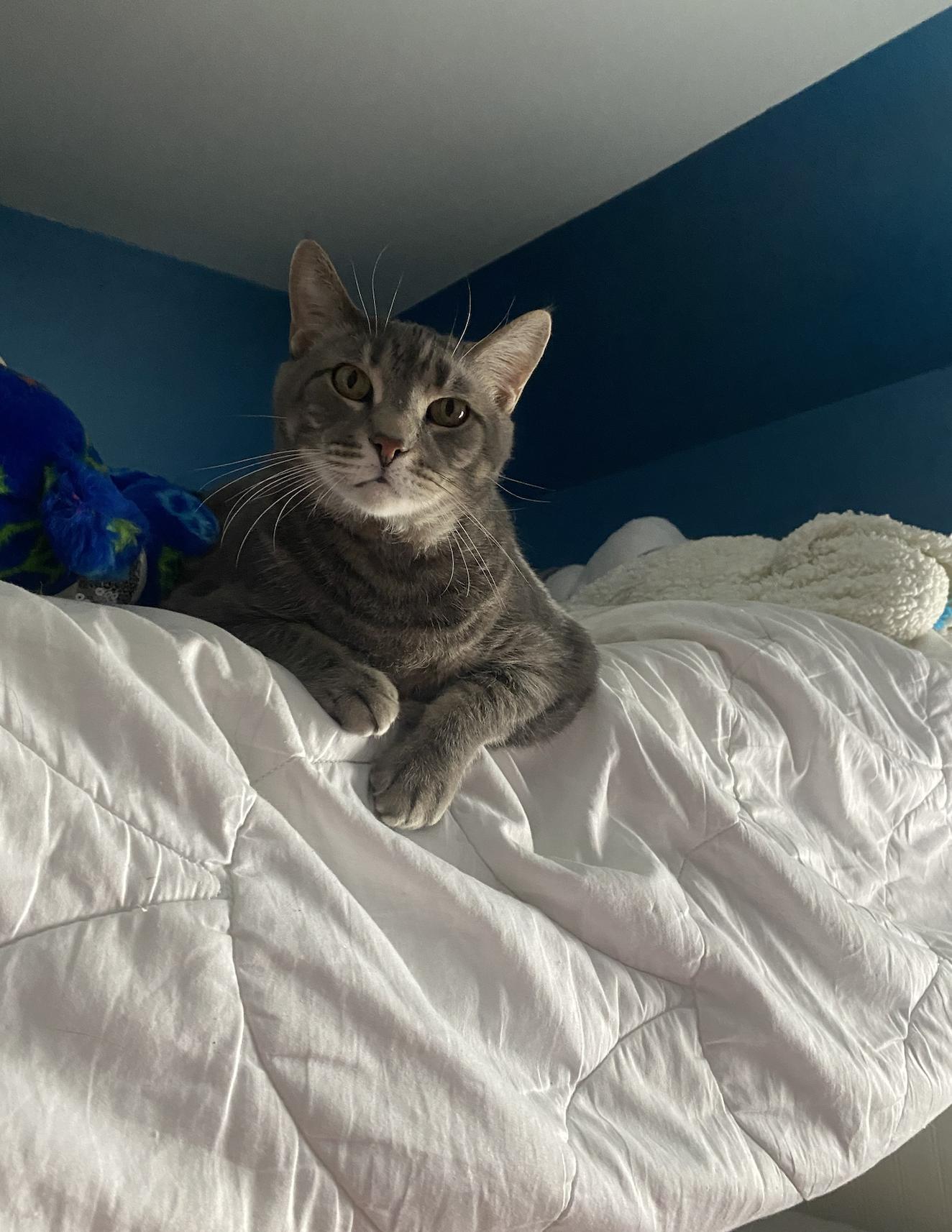 Enlarge Rex, a Adoptable mixed breed in Wheaton, IL image 2/6