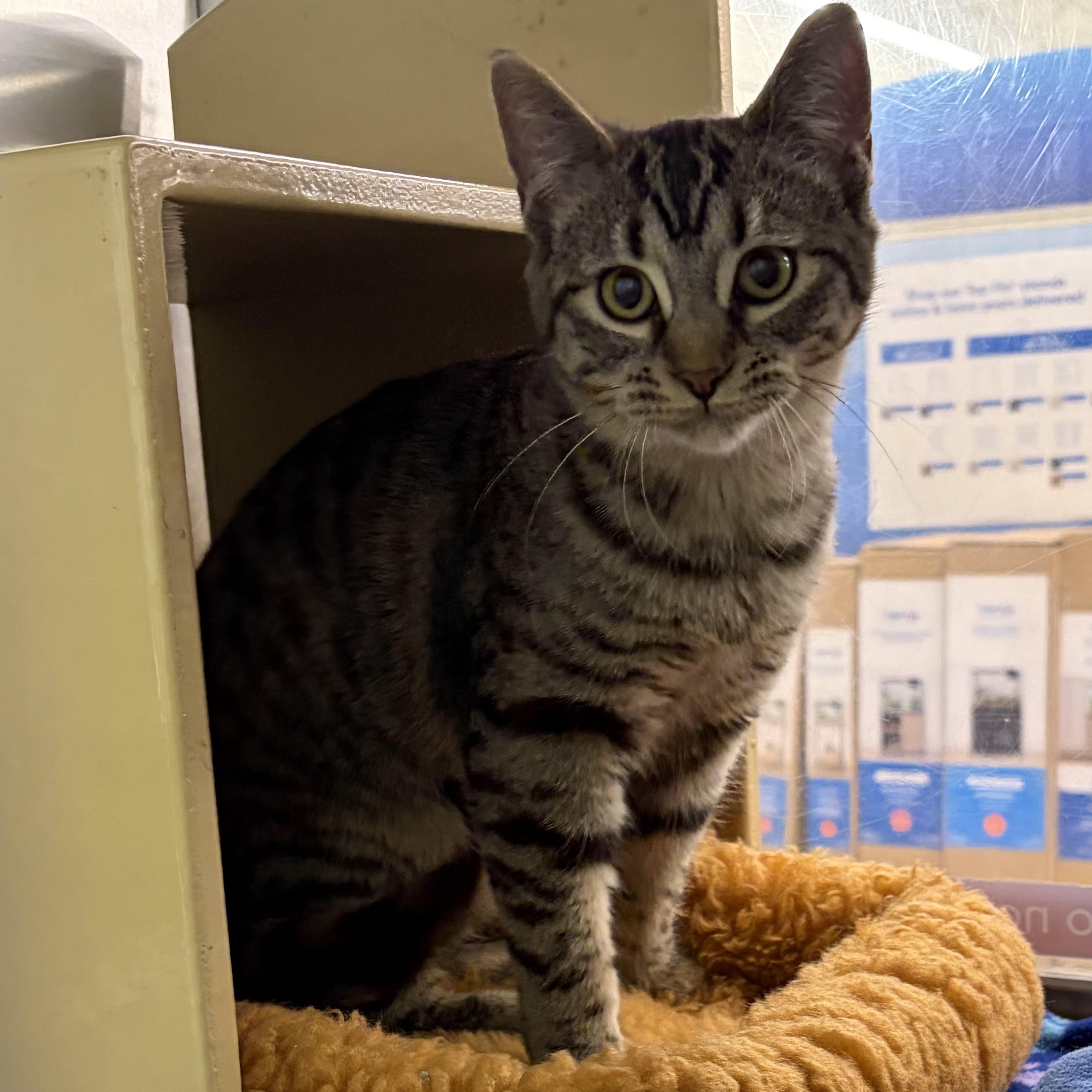 Enlarge Vixey, an adopted Domestic Short Hair in Grand Rapids, MI image 3/3