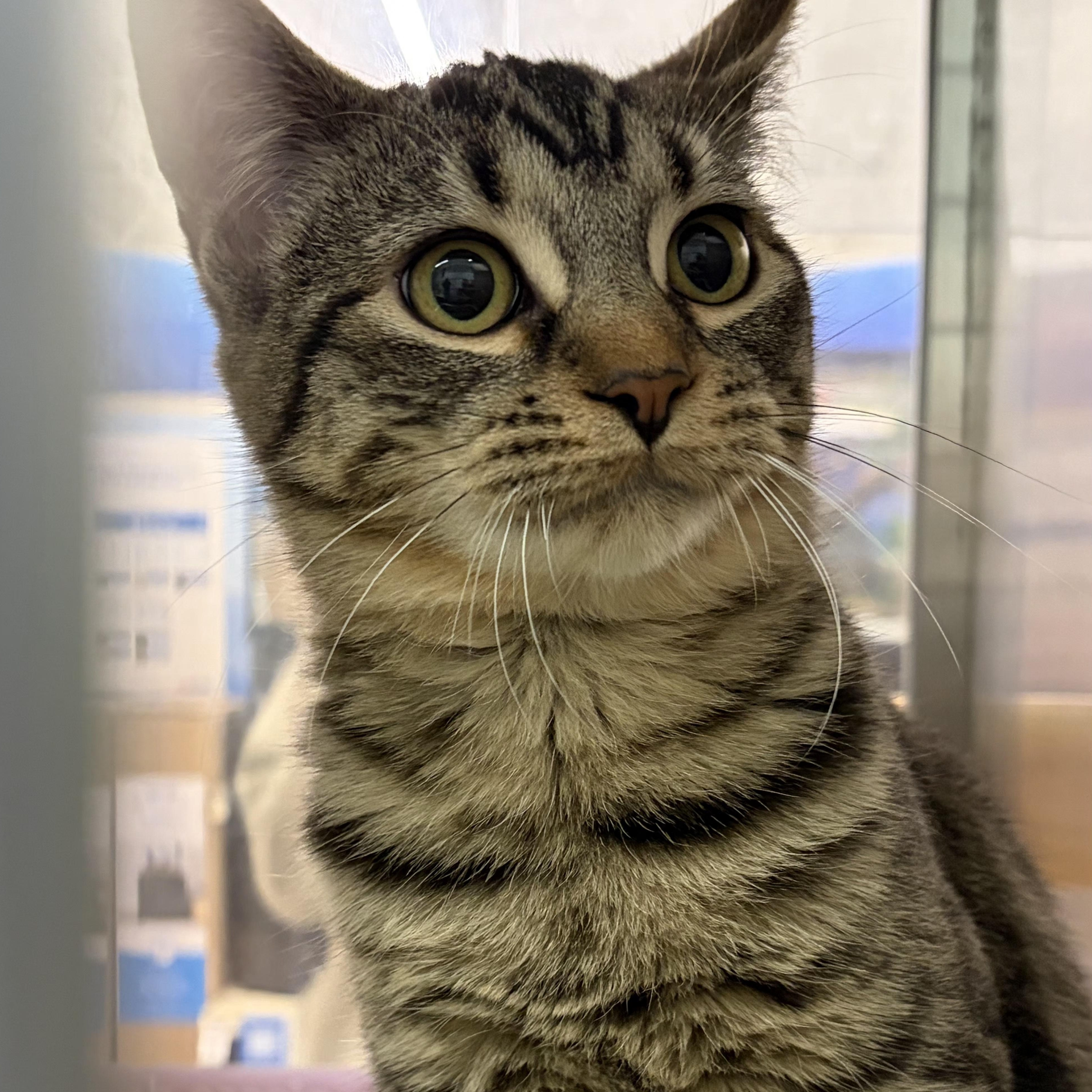 Enlarge Vixey, an adopted Domestic Short Hair in Grand Rapids, MI image 2/3