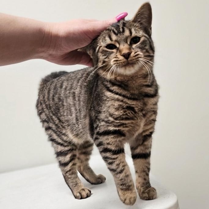 Enlarge Vixey, an adopted Domestic Short Hair in Grand Rapids, MI image 1/3