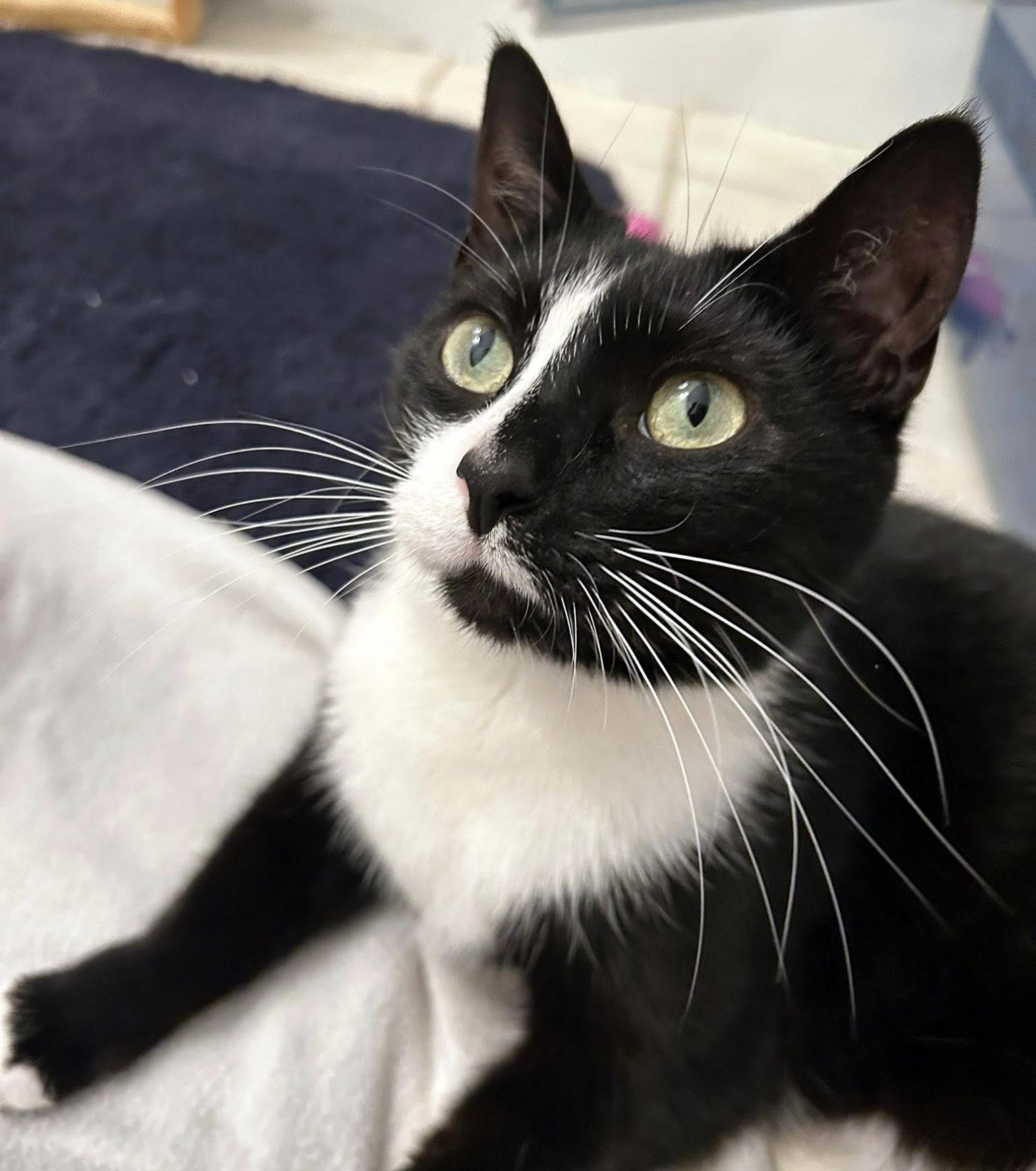 Noodle, a ADOPTABLE Domestic Short Hair in Pittsburgh, PA image 6/6