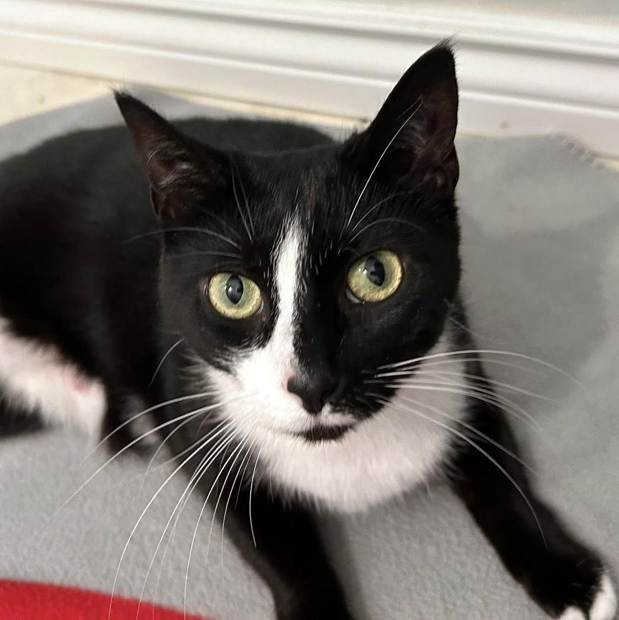 Noodle, ADOPTABLE, Adult Female Domestic Short Hair.