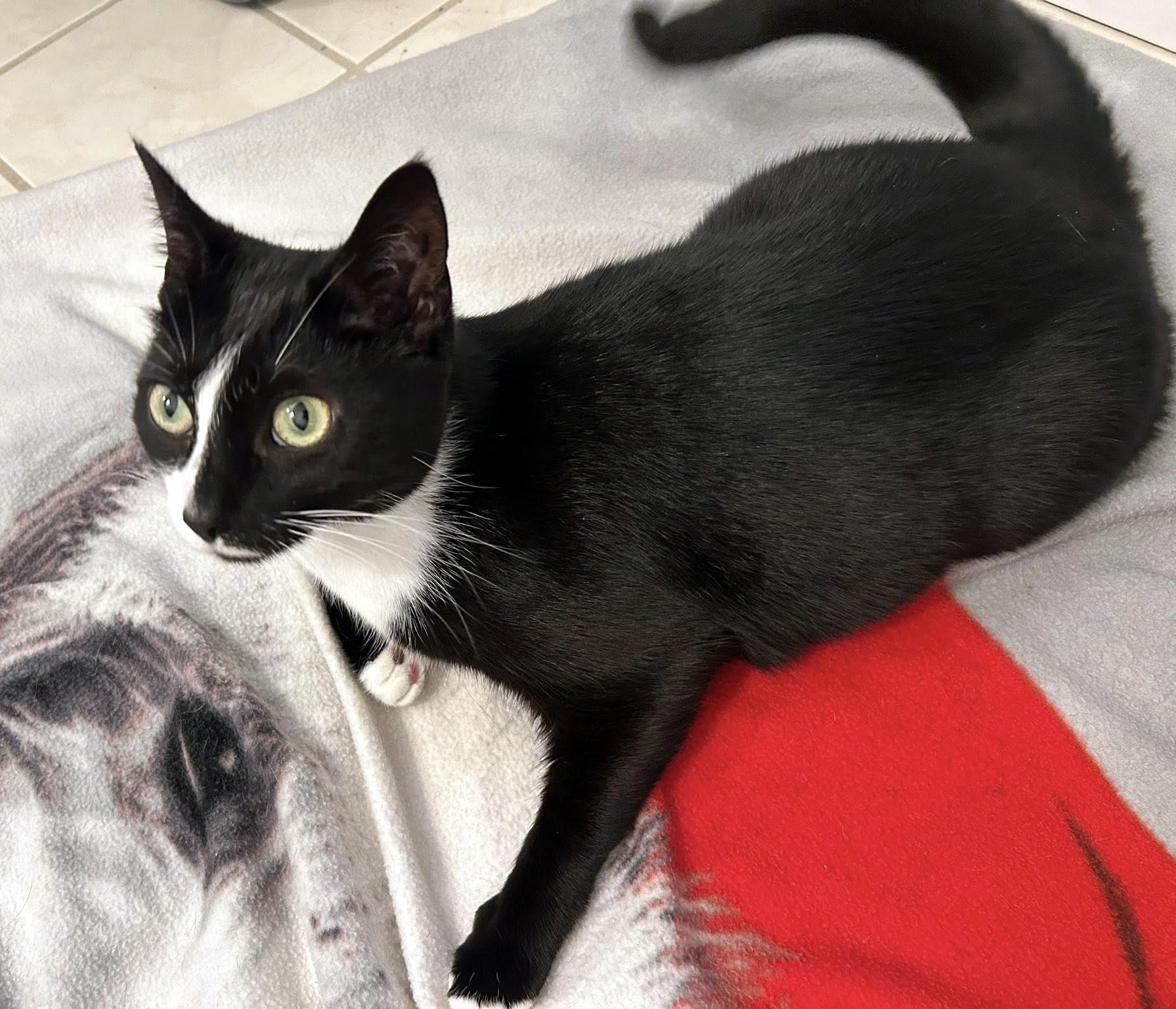 Noodle, a ADOPTABLE Domestic Short Hair in Pittsburgh, PA image 3/6