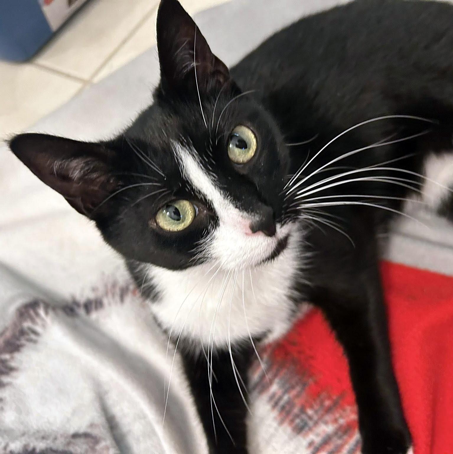 Noodle, a ADOPTABLE Domestic Short Hair in Pittsburgh, PA image 2/6
