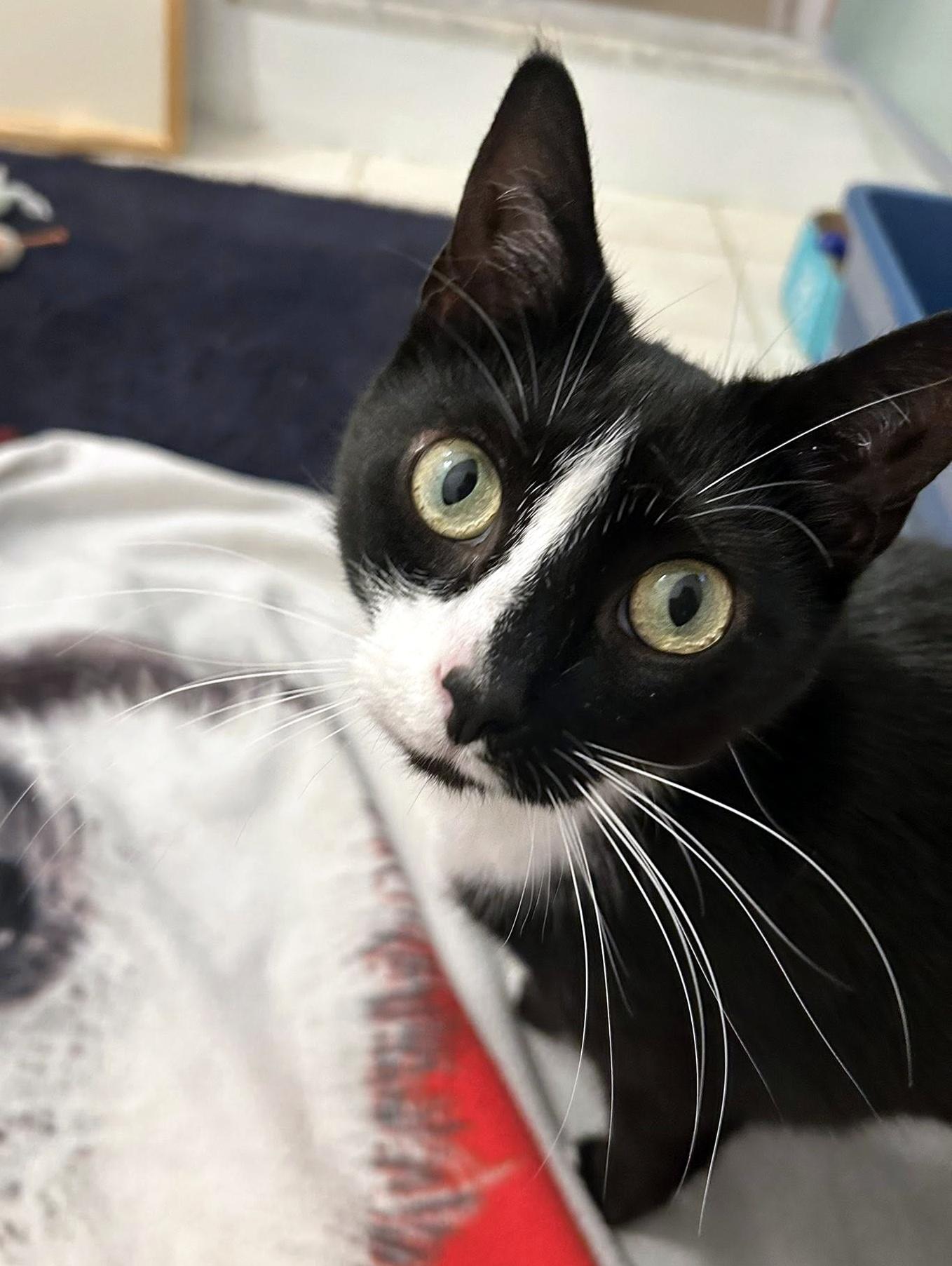 Noodle, a ADOPTABLE Domestic Short Hair in Pittsburgh, PA image 4/6