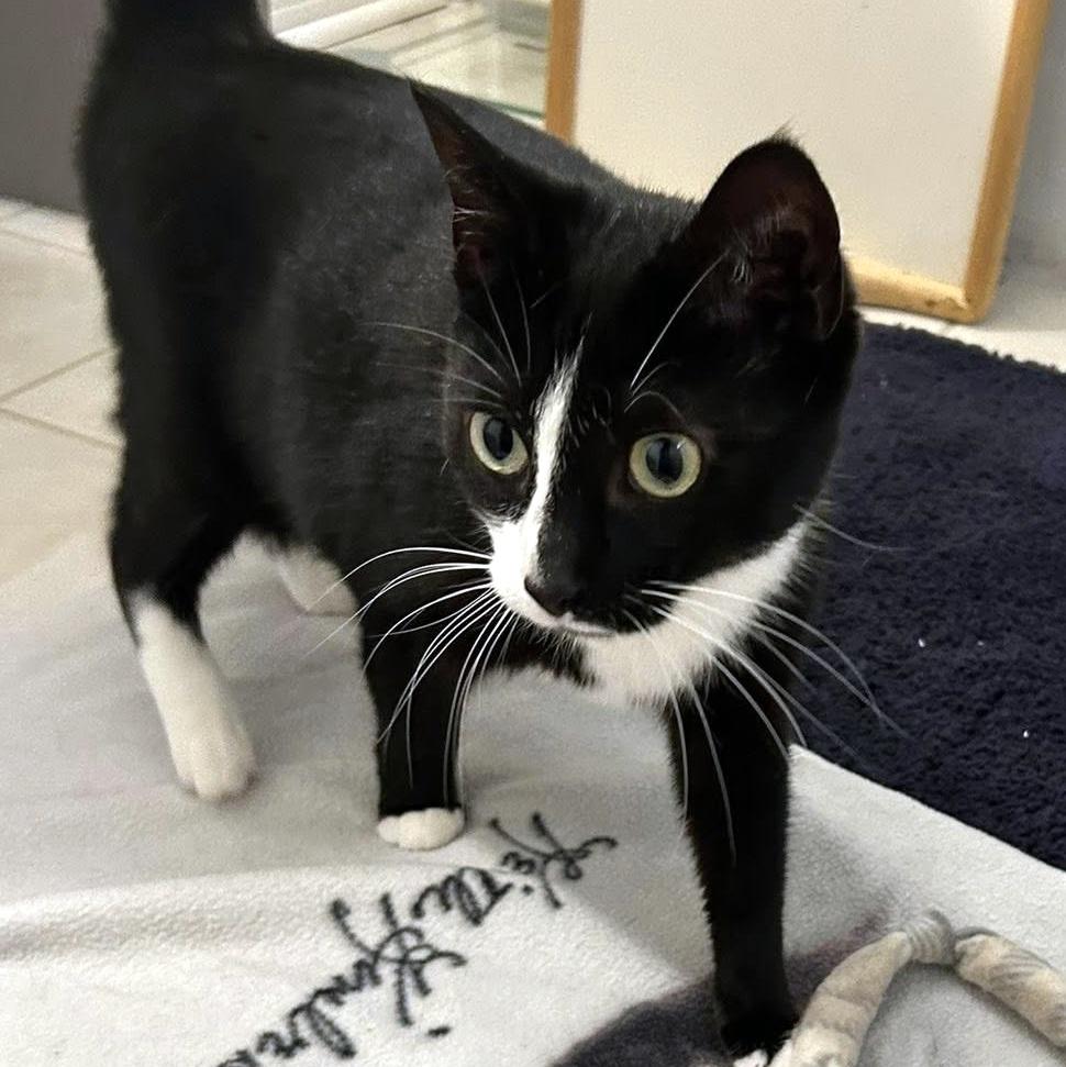 Noodle, a ADOPTABLE Domestic Short Hair in Pittsburgh, PA image 5/6