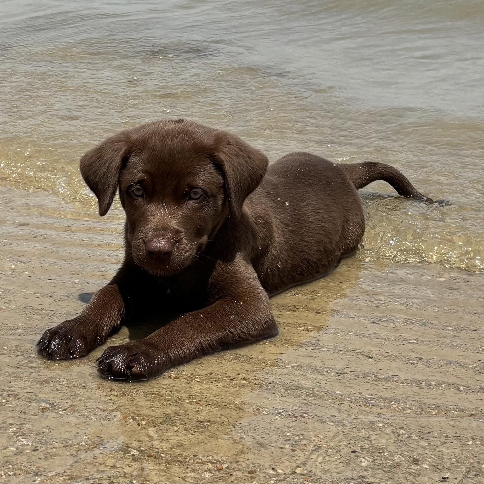 Enlarge Willow Valley, a Adoptable Labrador Retriever in Fort Worth, TX image 1/3