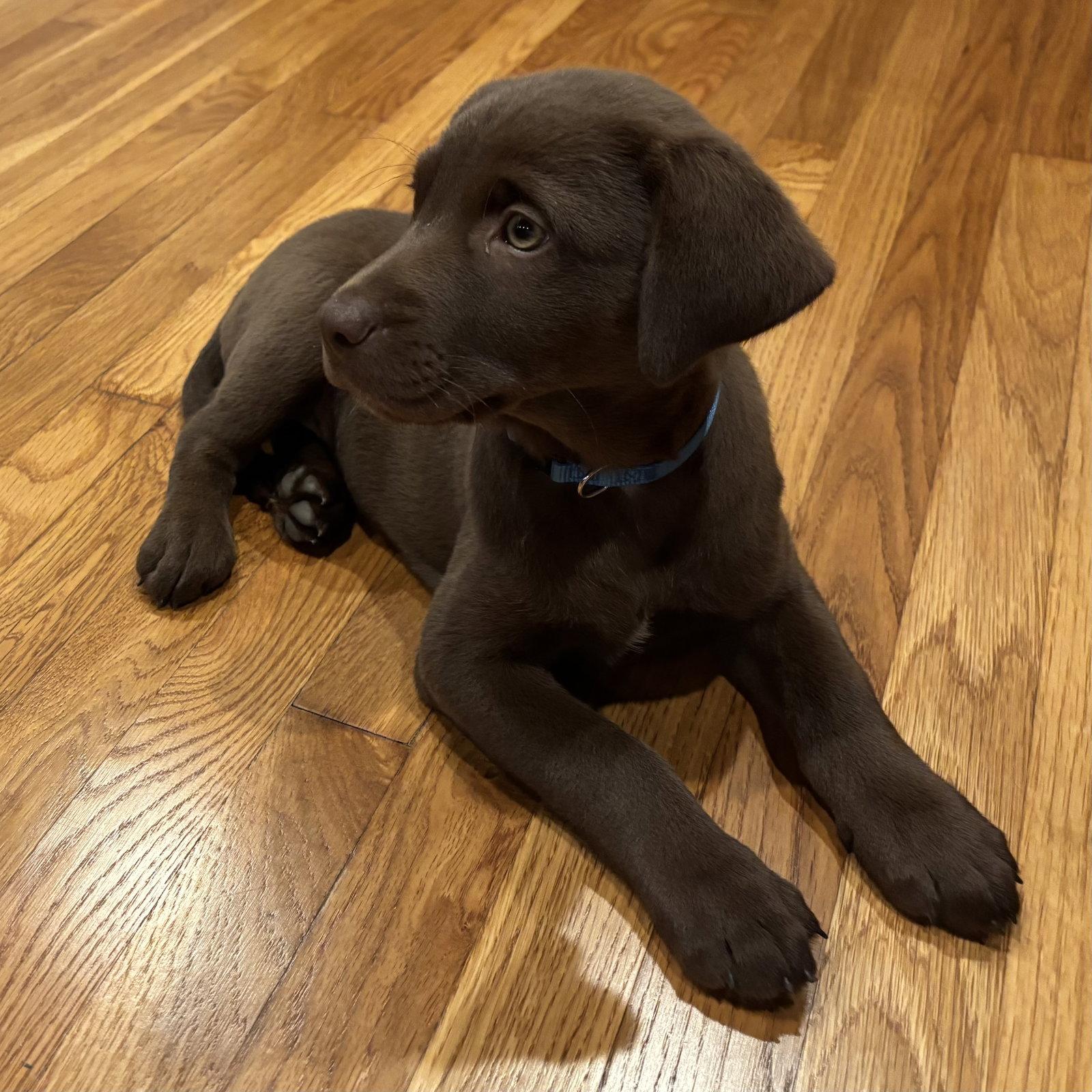 Enlarge Willow Valley, a Adoptable Labrador Retriever in Fort Worth, TX image 2/3