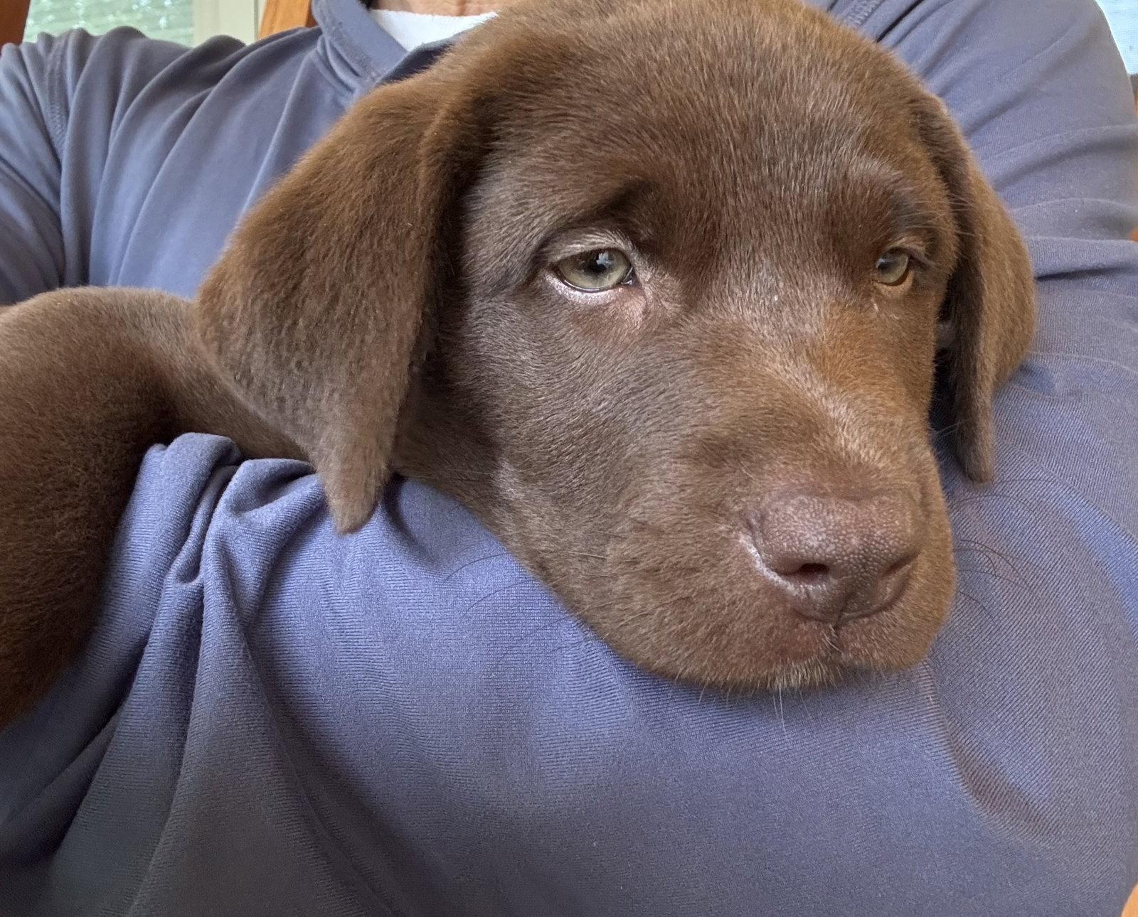Enlarge Willow Valley, a Adoptable Labrador Retriever in Fort Worth, TX image 3/3