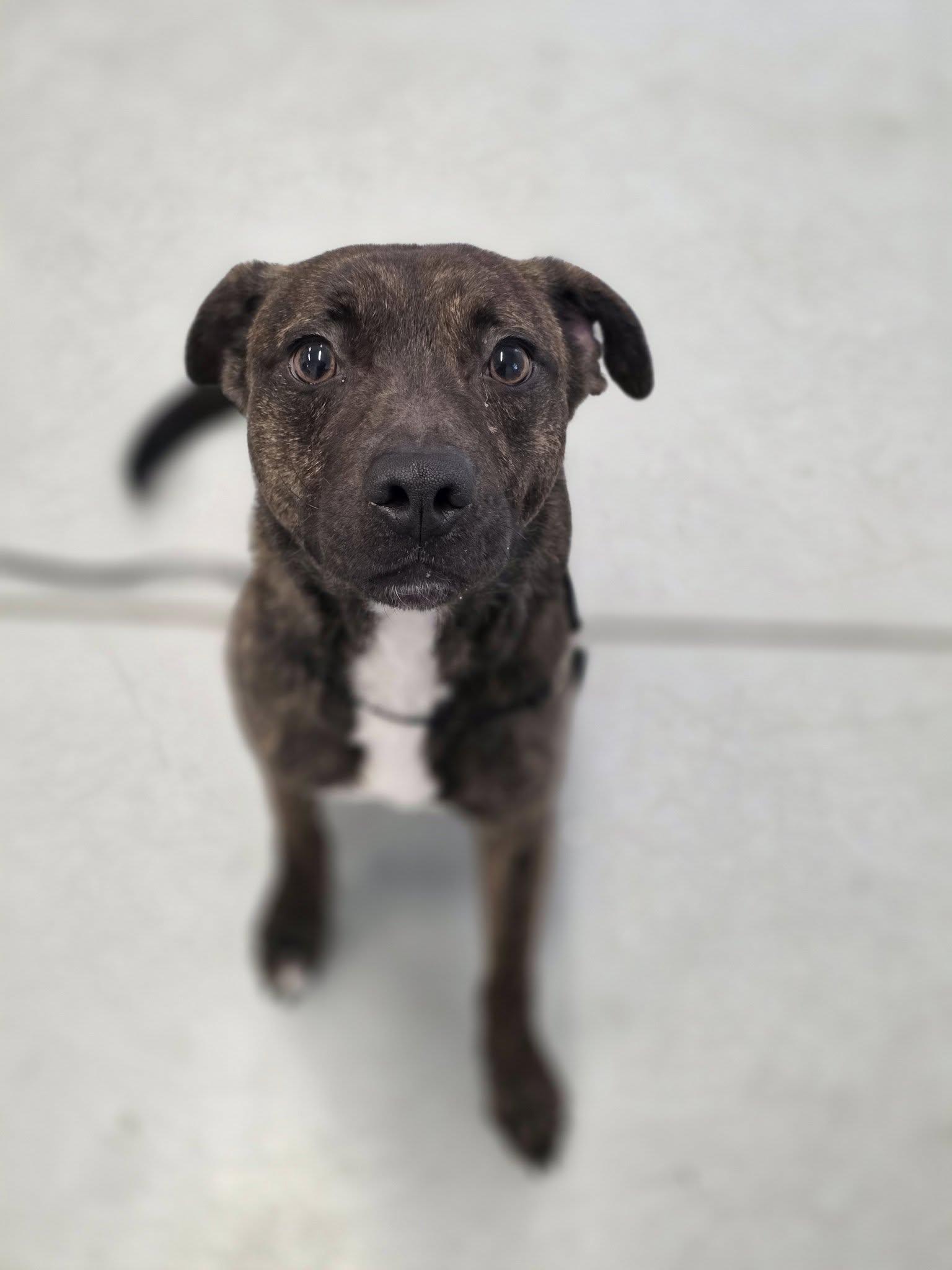 Enlarge Cocoa, an adopted mixed breed in Shelby, MI image 1/1