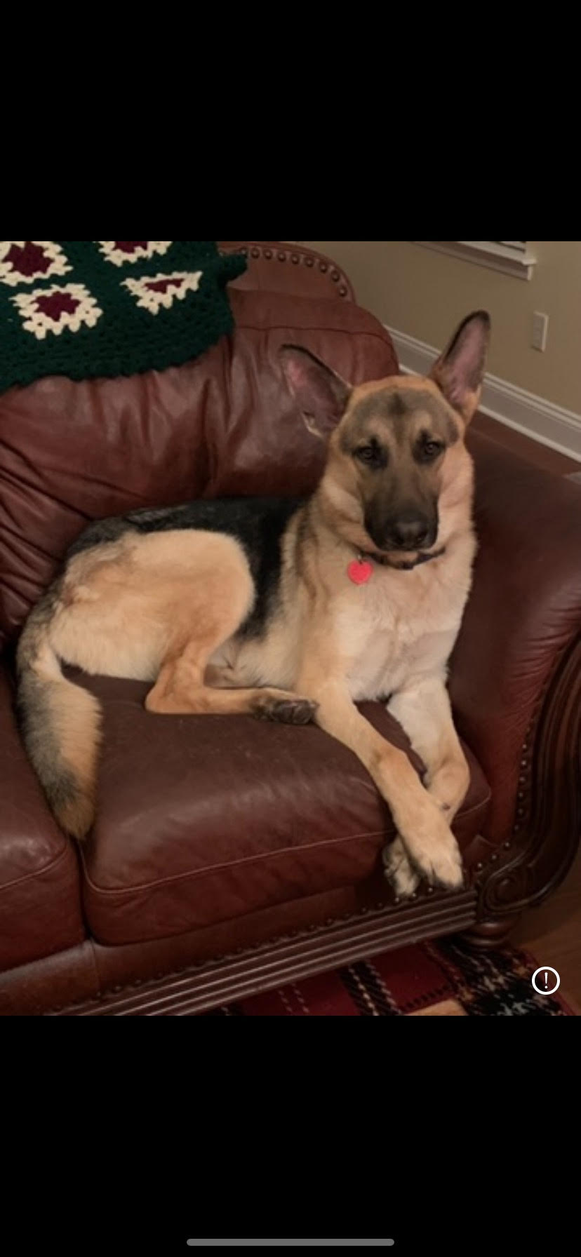 Dog for adoption Duke, a German Shepherd Dog in Roswell, GA Petfinder