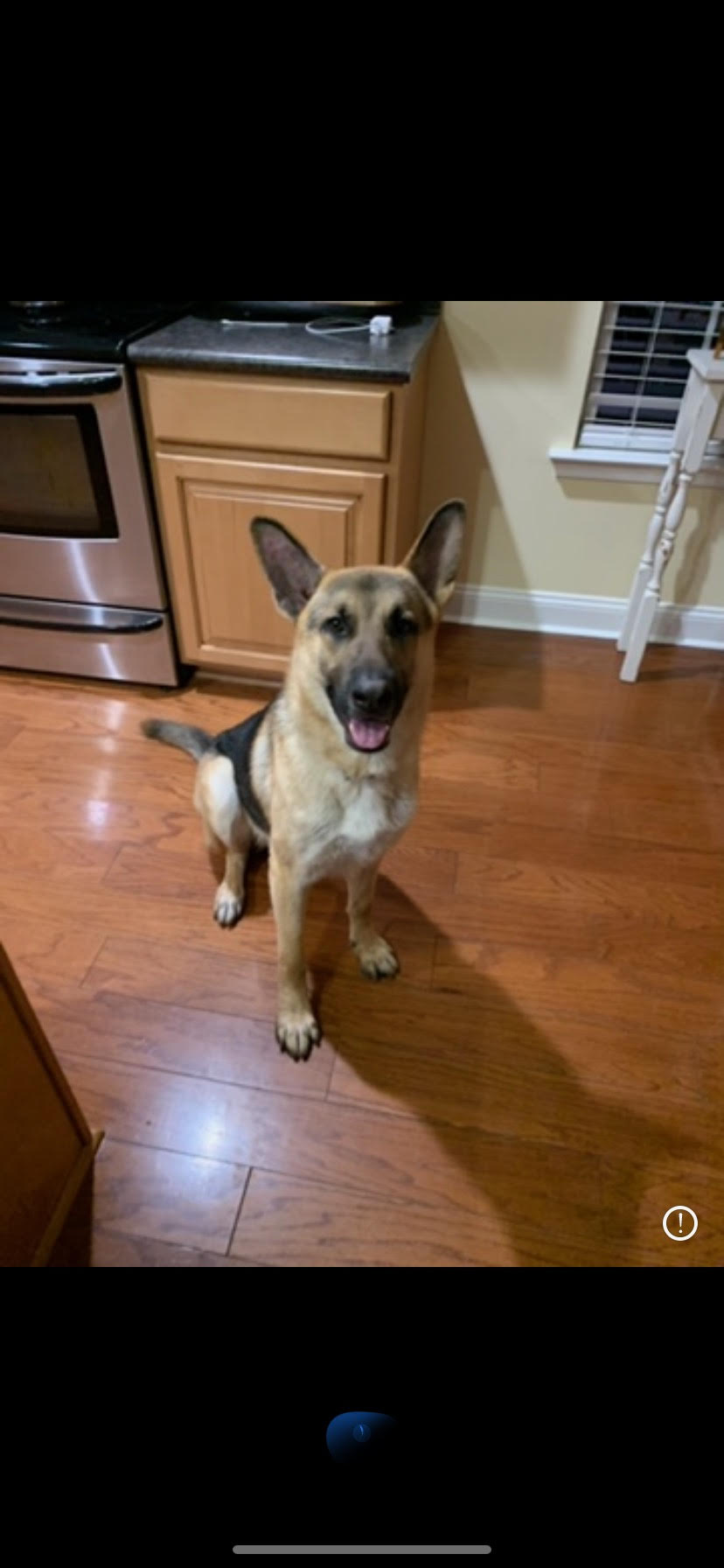 Dog for adoption Duke, a German Shepherd Dog in Roswell, GA Petfinder