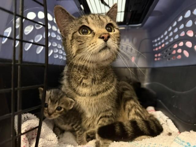 CLOVER, Adoptable, Young Female Domestic Short Hair.