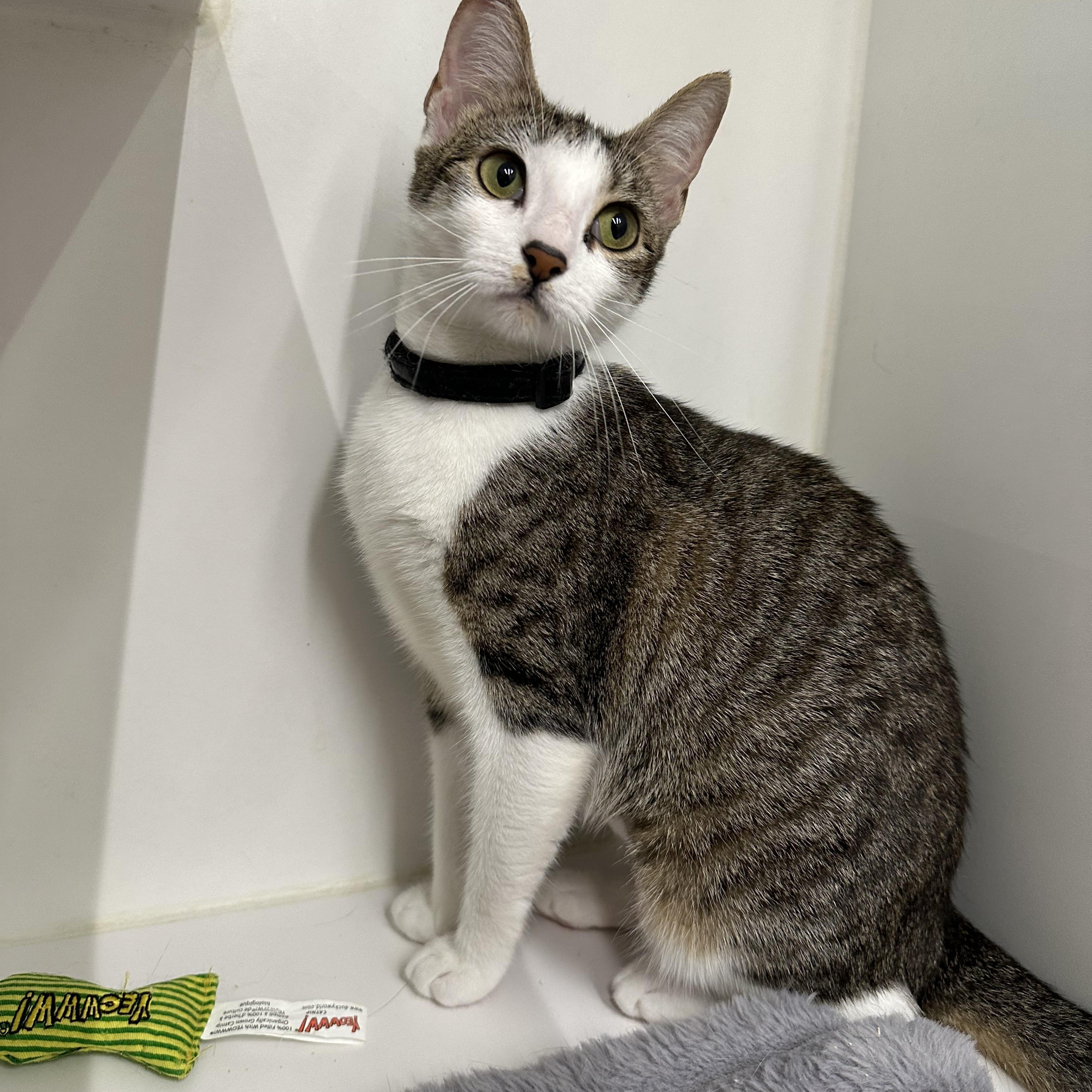 Enlarge Dainty, an adopted Domestic Short Hair in Corpus Christi, TX image 1/2