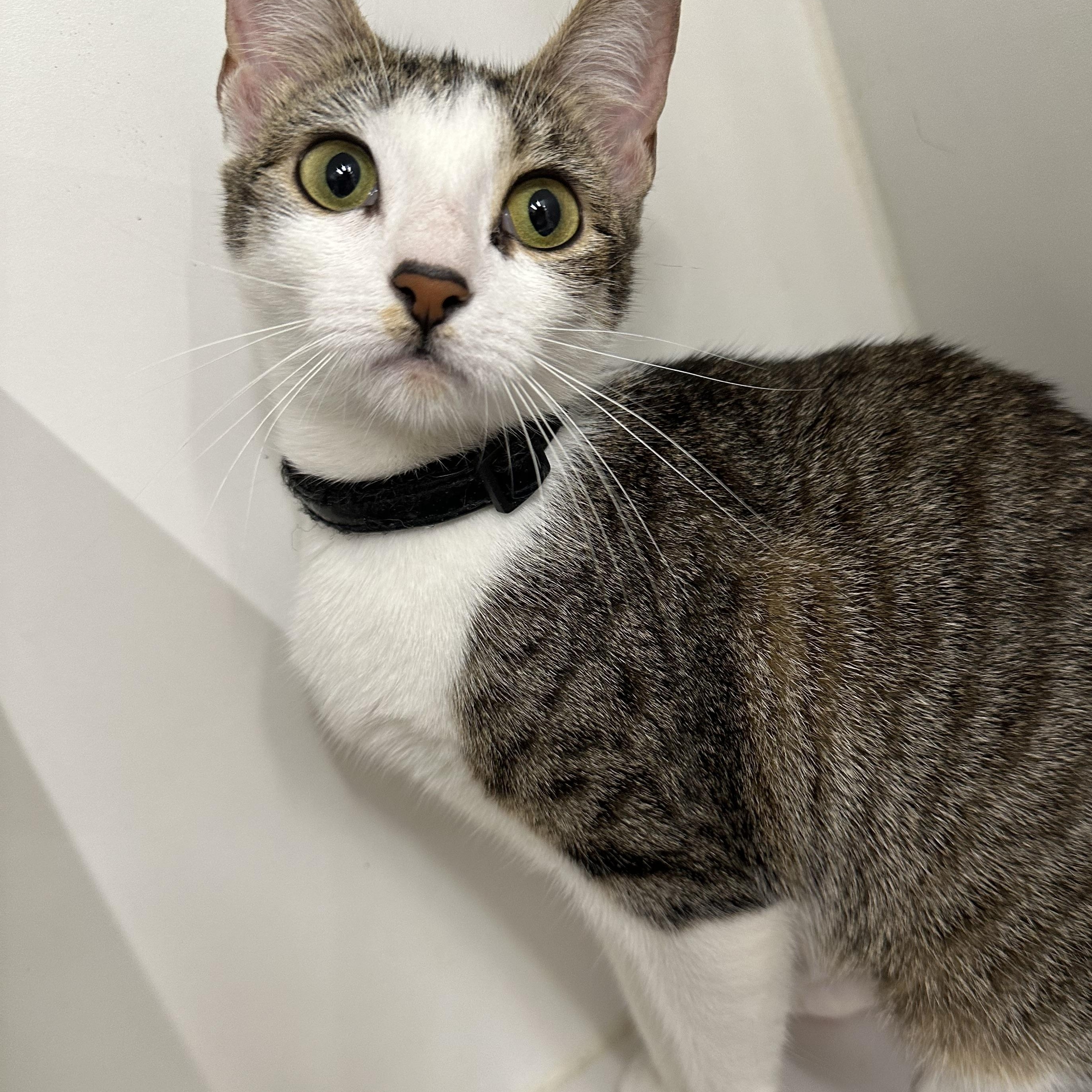Enlarge Dainty, an adopted Domestic Short Hair in Corpus Christi, TX image 2/2