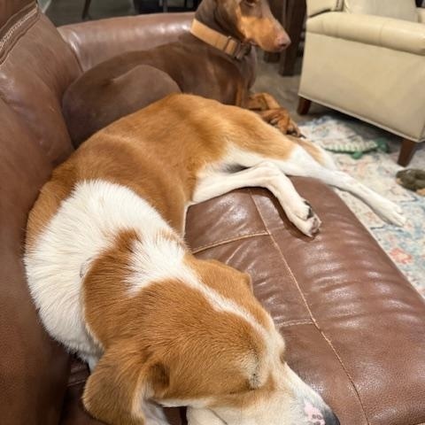 Enlarge Cowboy, an adopted mixed breed in new orleans, LA image 1/5