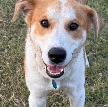 Enlarge Cowboy, an adopted mixed breed in new orleans, LA image 2/5