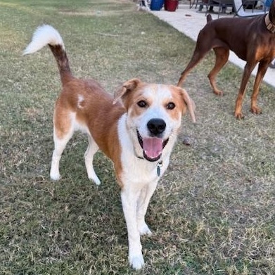 Enlarge Cowboy, an adopted mixed breed in new orleans, LA image 3/5
