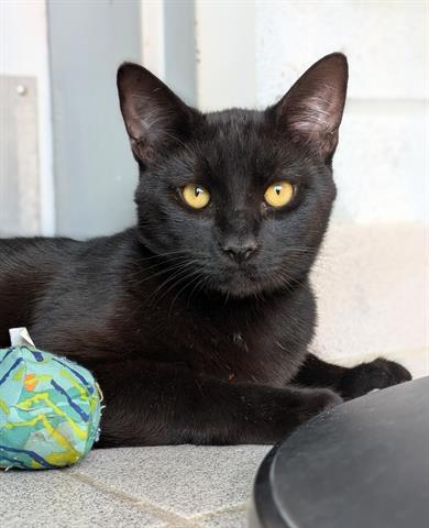 MCGINNIS, Adoptable, Young Male Domestic Short Hair.