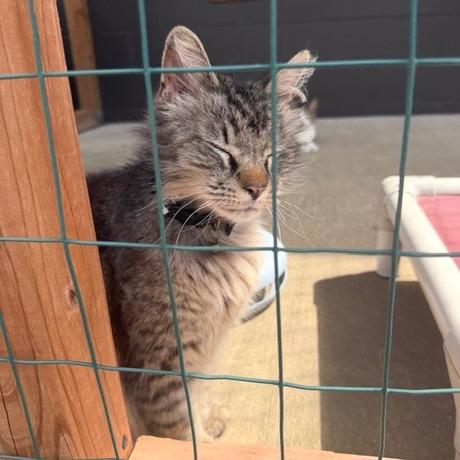 Enlarge Ashley Jean, a Adoptable Domestic Long Hair in Edwardsville, IL image 1/6