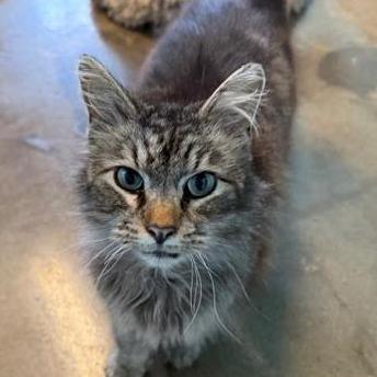 Enlarge Ashley Jean, a Adoptable Domestic Long Hair in Edwardsville, IL image 2/6