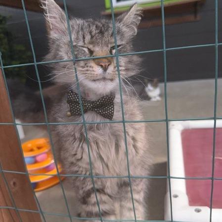 Enlarge Ashley Jean, a Adoptable Domestic Long Hair in Edwardsville, IL image 3/6