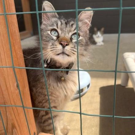 Enlarge Ashley Jean, a Adoptable Domestic Long Hair in Edwardsville, IL image 4/6