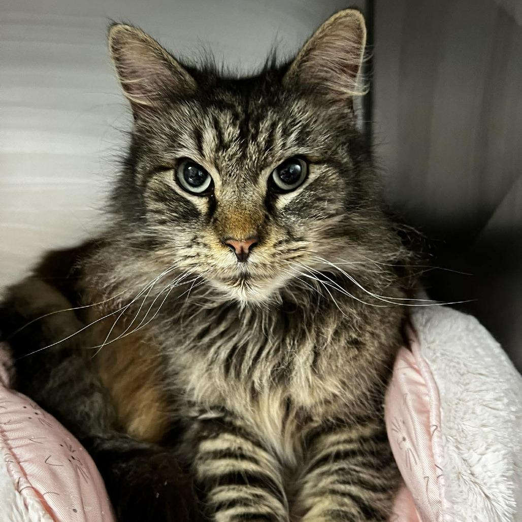 Enlarge Ashley Jean, a Adoptable Domestic Long Hair in Edwardsville, IL image 5/6