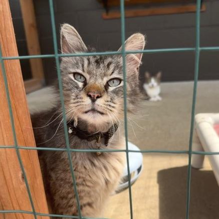 Enlarge Ashley Jean, a Adoptable Domestic Long Hair in Edwardsville, IL image 6/6