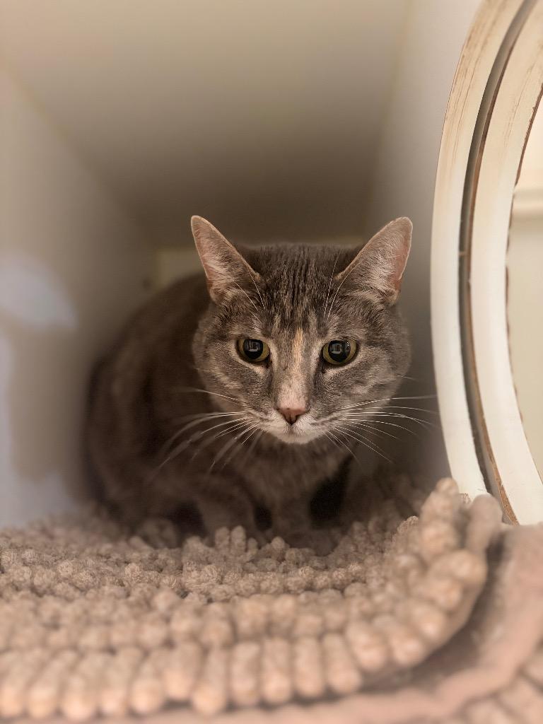 Enlarge Marley, a Adoptable mixed breed in Ashland, WI image 1/4