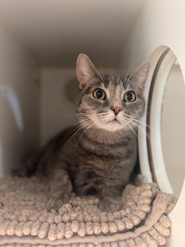 Enlarge Marley, a Adoptable mixed breed in Ashland, WI image 2/4