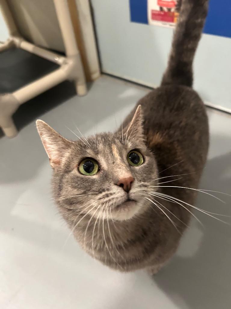 Enlarge Marley, a Adoptable mixed breed in Ashland, WI image 3/4