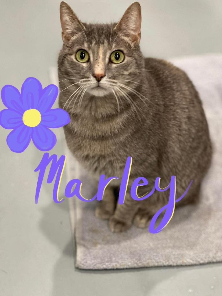Enlarge Marley, a Adoptable mixed breed in Ashland, WI image 4/4