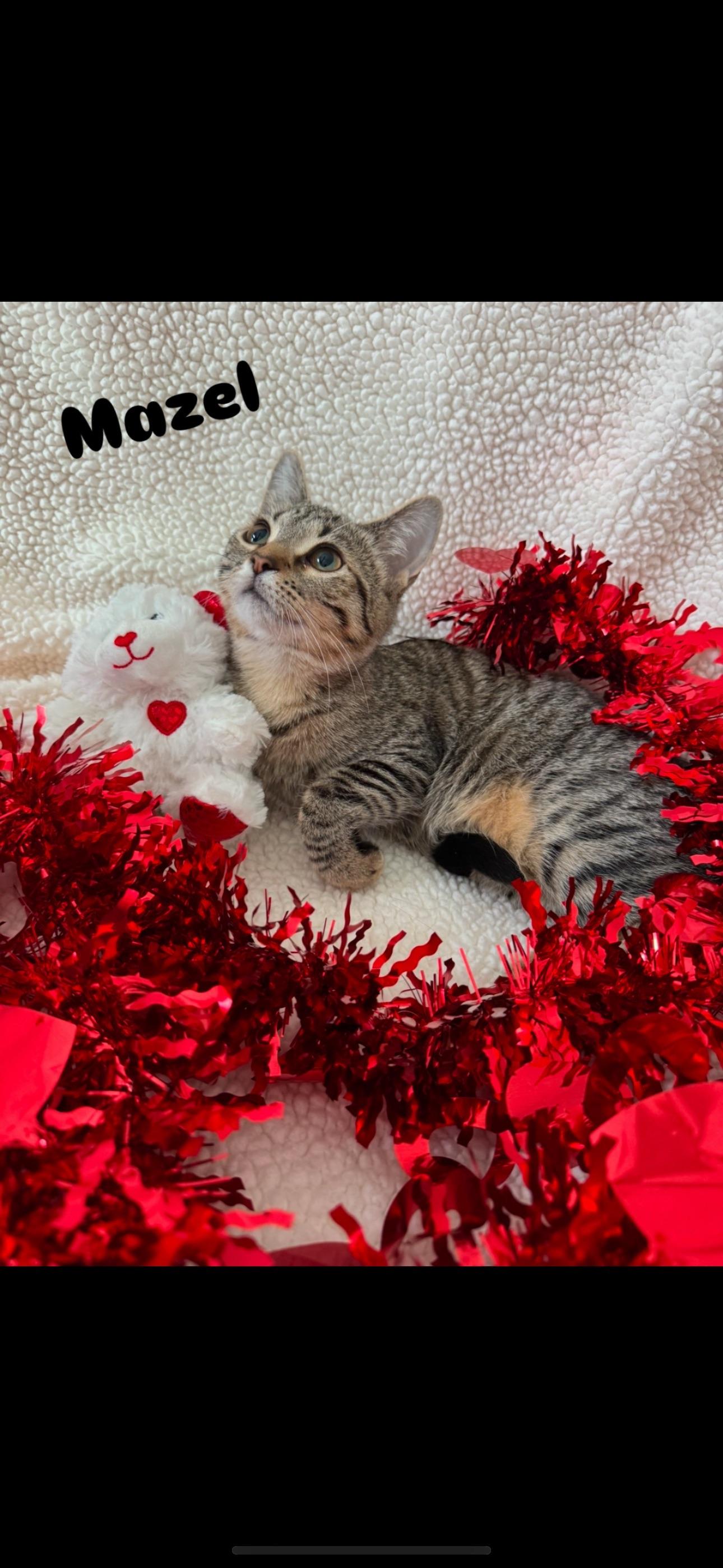 Enlarge Mazel, a Adoptable Domestic Short Hair in Niles, MI image 1/1