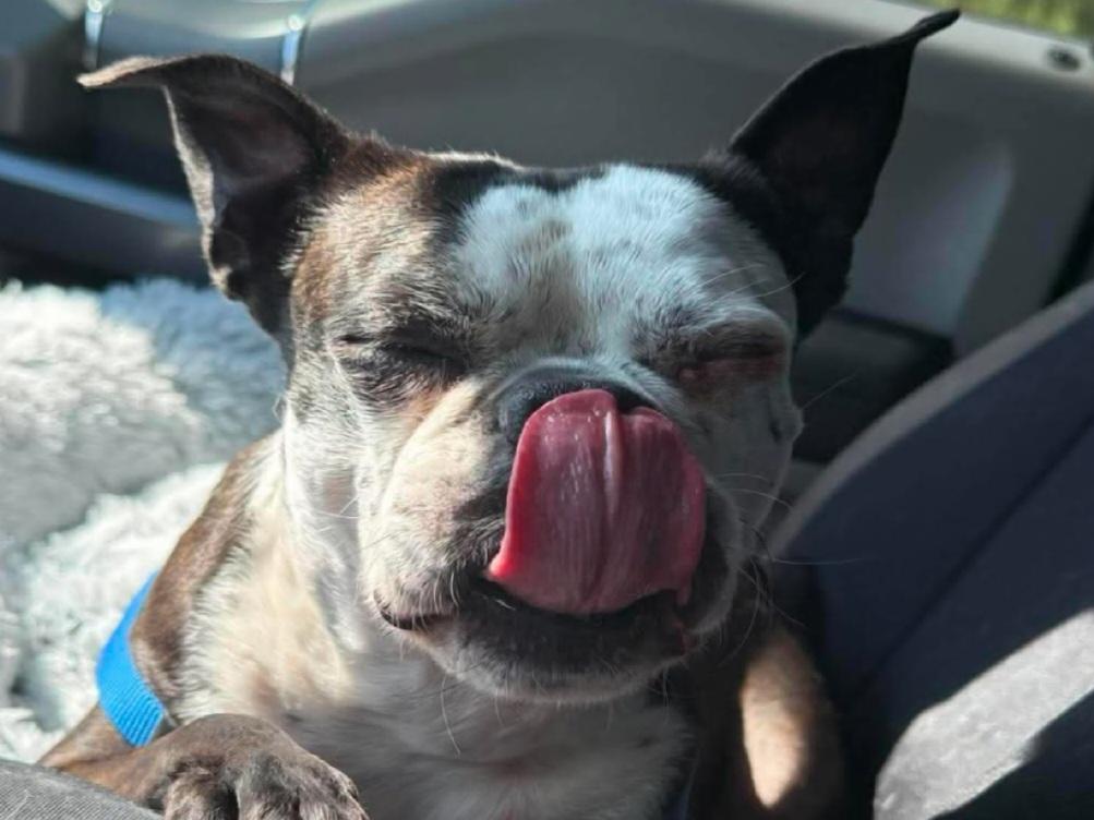 Bandit, a ADOPTABLE Boston Terrier in Byron, IL image 2/3