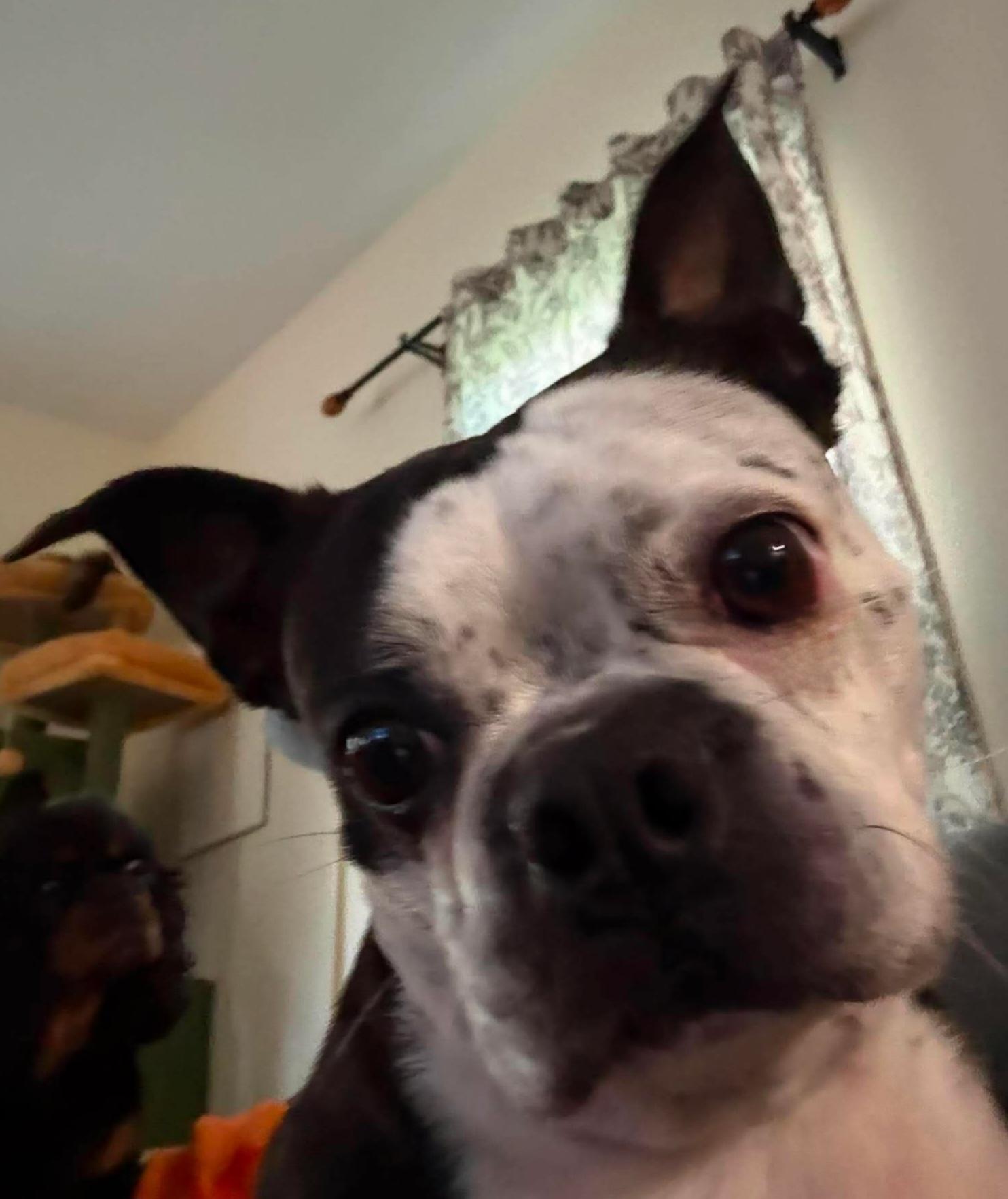 Bandit, a ADOPTABLE Boston Terrier in Byron, IL image 3/3
