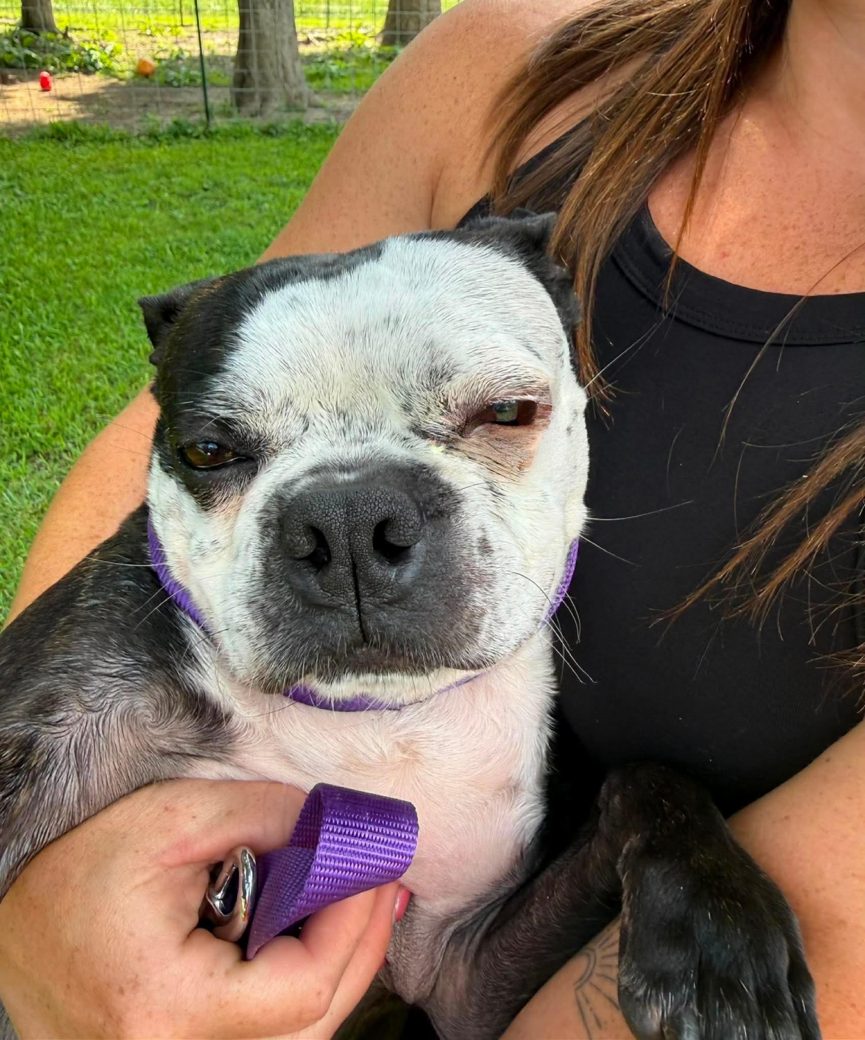 Bandit, ADOPTABLE, Adult Male Boston Terrier.