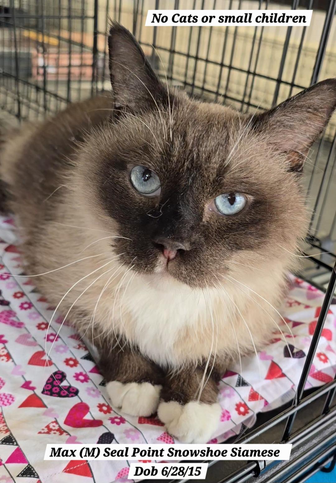 Max, Adoptable, Senior Male Siamese & Snowshoe.