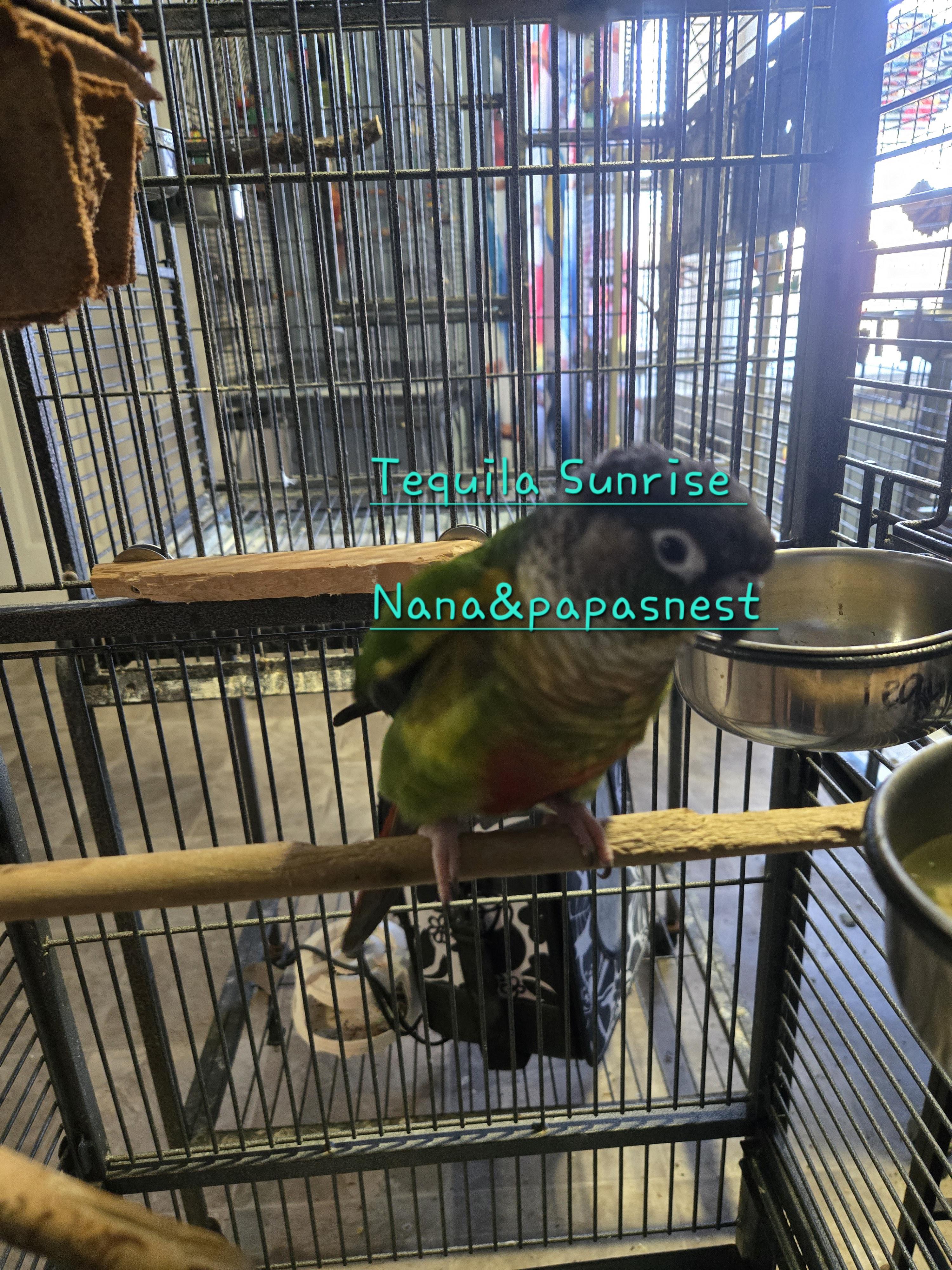 Enlarge Tequila , a ADOPTABLE Conure in Wakefield, VA image 1/1
